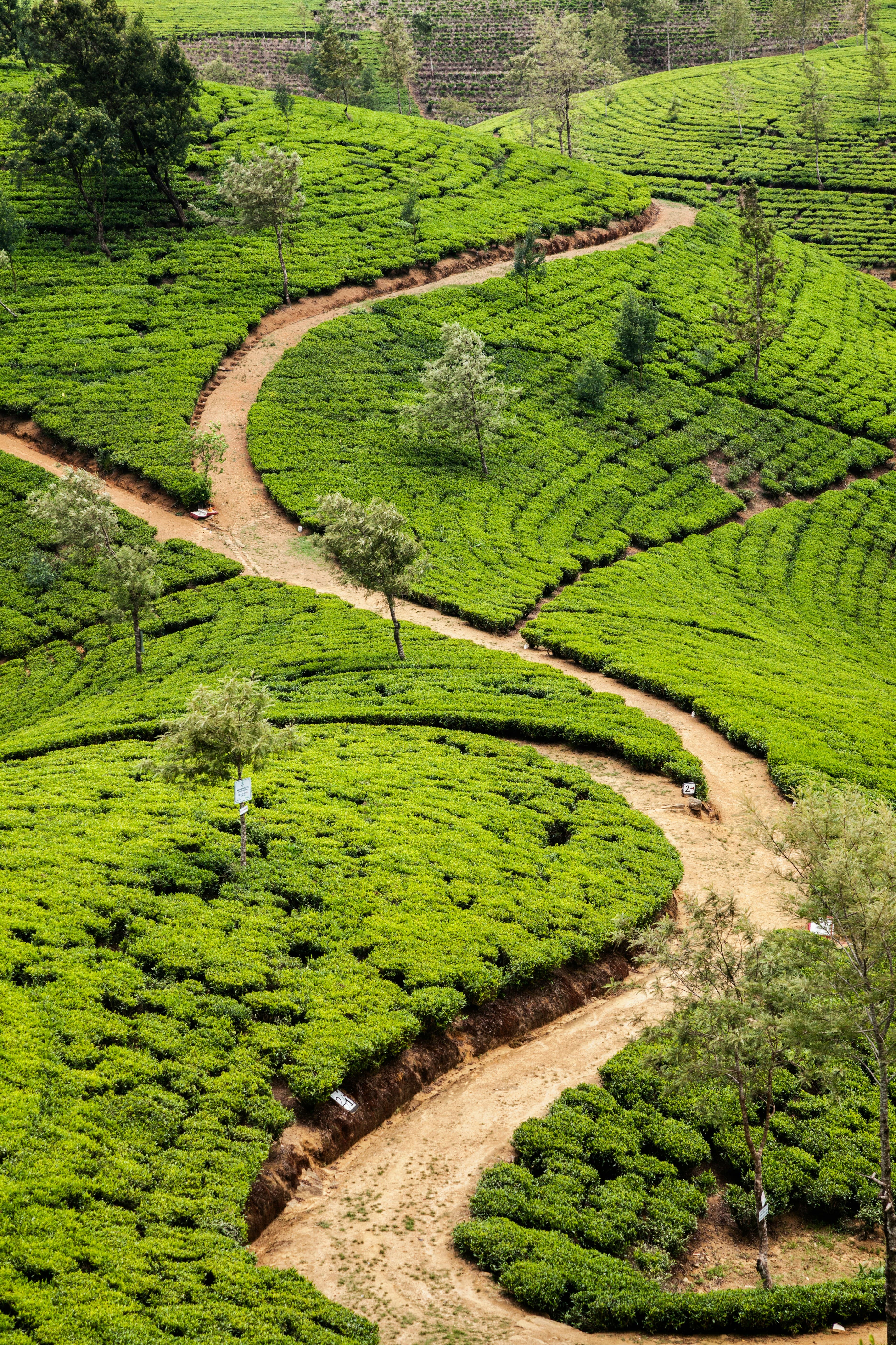 Lush tea plantation hills in Sri Lanka highland