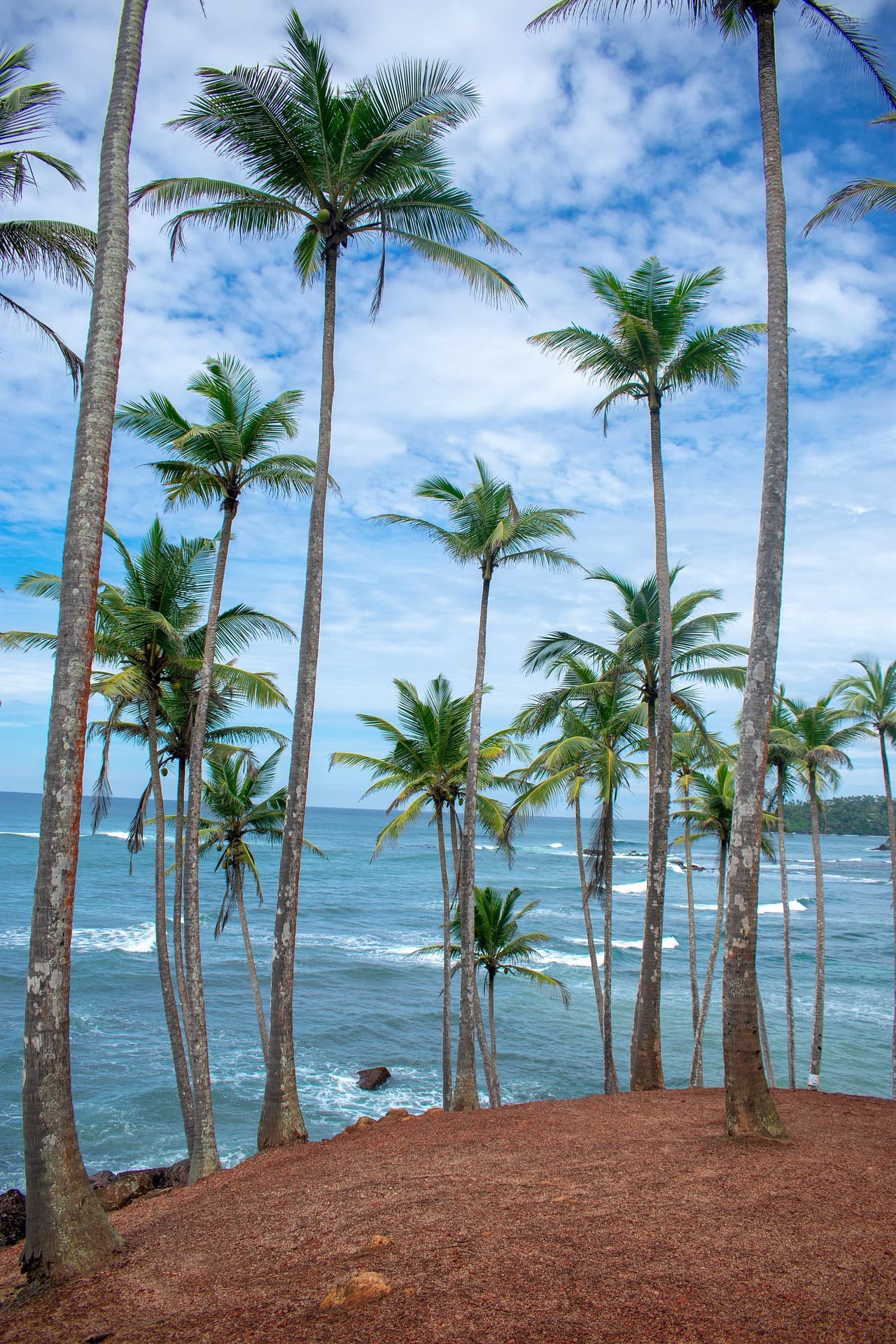 Tropical beach with palm trees in Sri Lanka