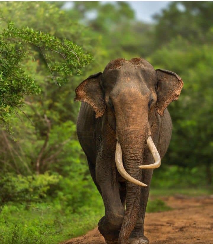Wild elephant in lush savanna landscape