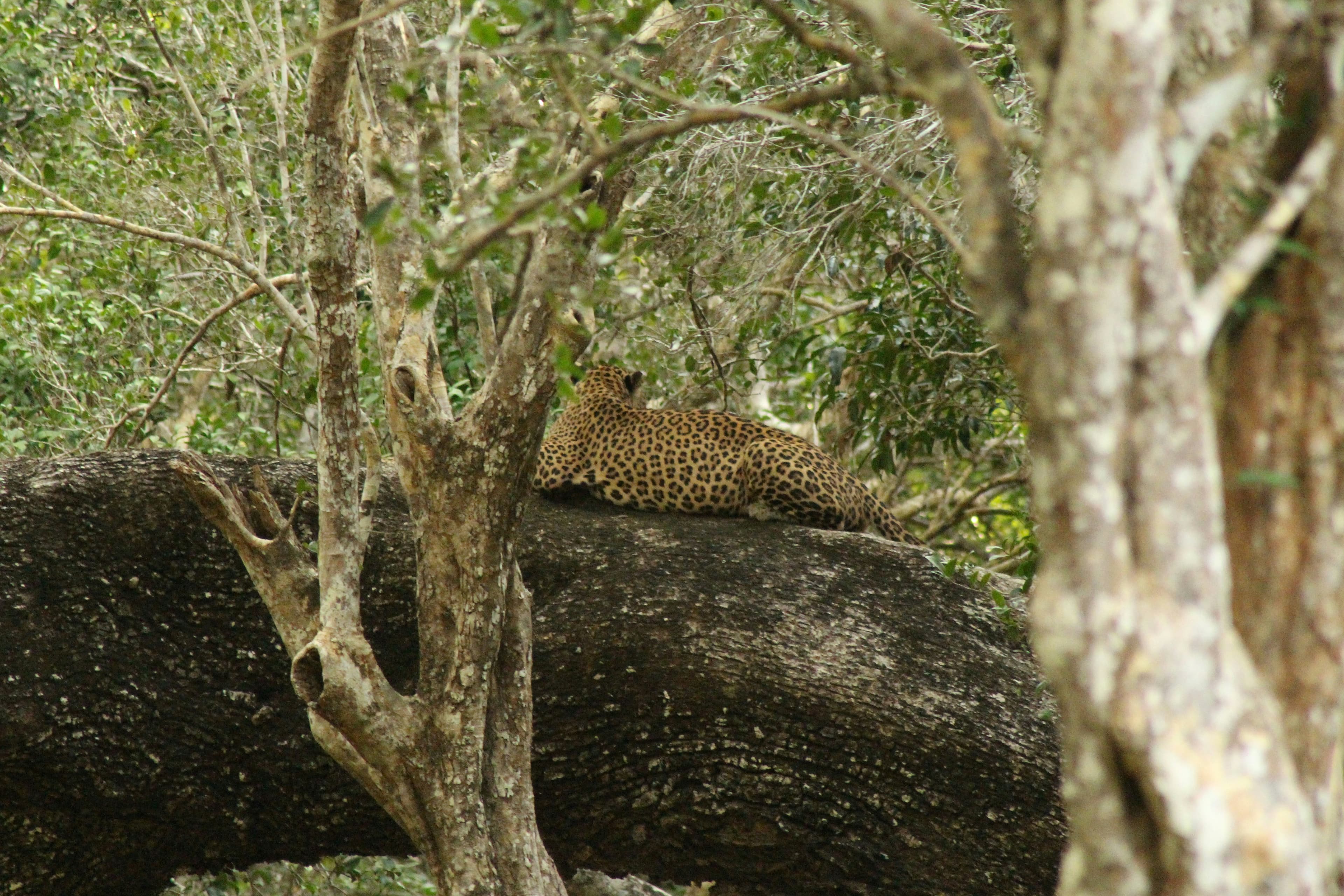 Leopards & Coastlines — signature tour of Sri Lanka